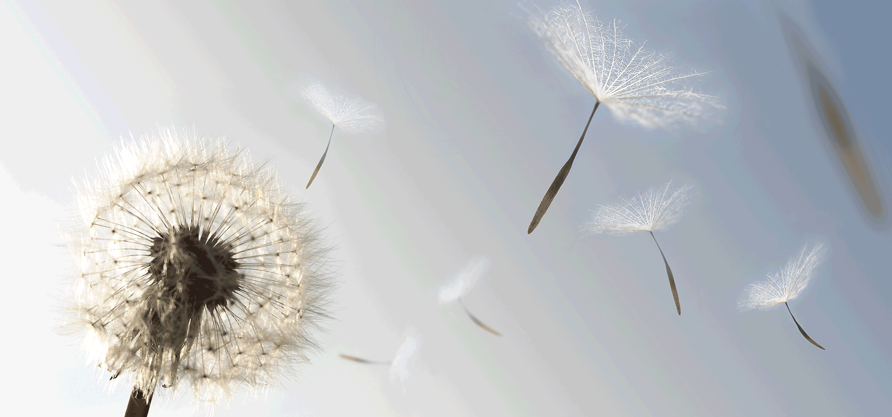 From Biodiversity to Policies to Politics